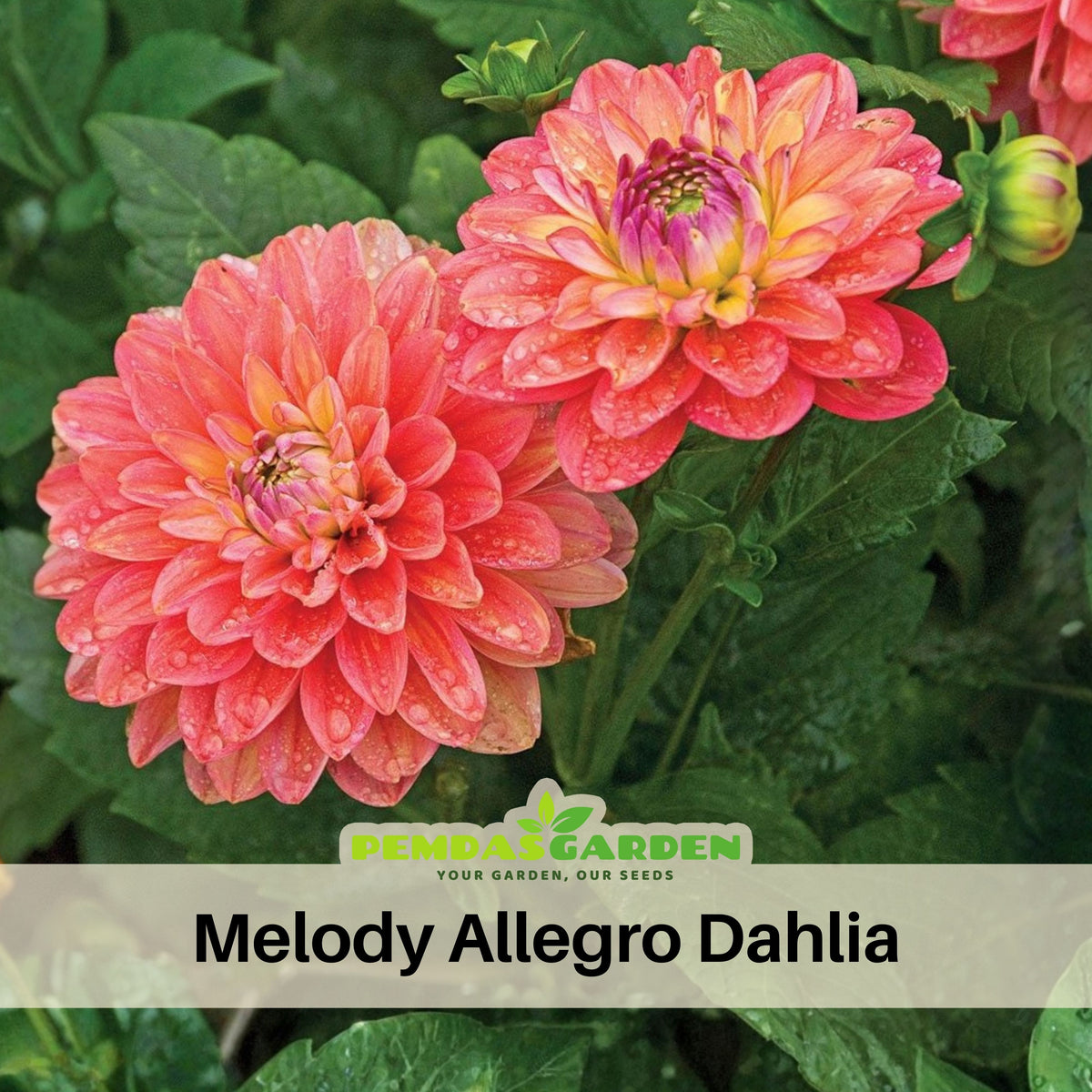 Melody Allegro Dahlia Perennial Seeds - Long Lasting Blooms, 40+ seeds