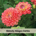 40+ Seeds|  Melody Allegro Dahlia Perennial Seeds – Long Lasting Blooms, Ideal for Cut Flower Arrangements, Vibrant Garden Mix for Summer & Fall#D074