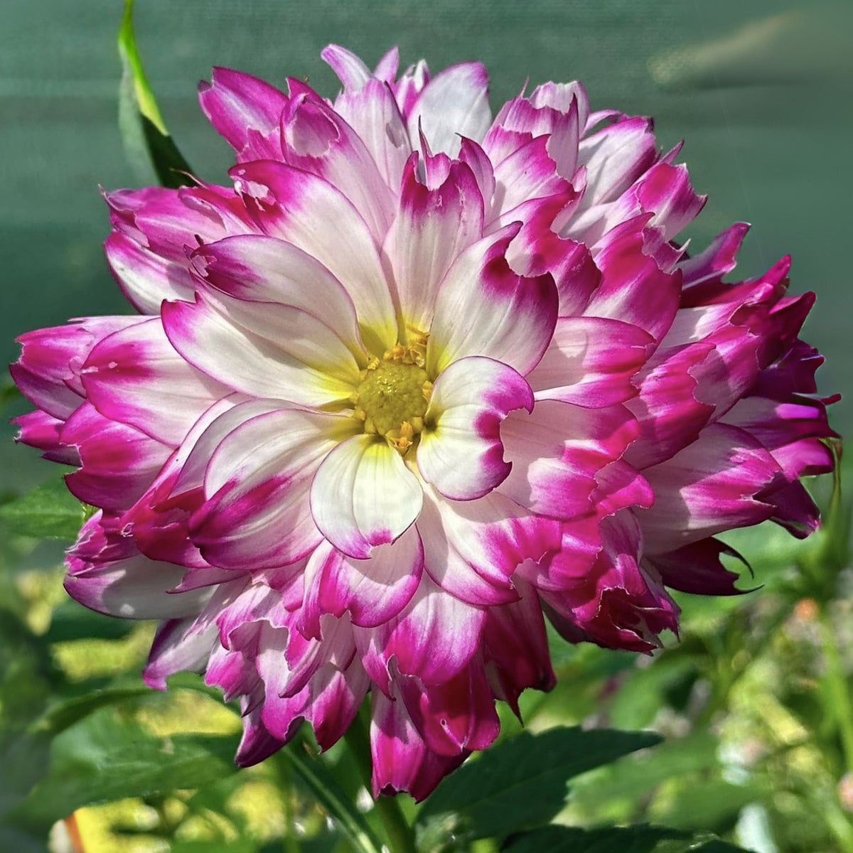 Who Dun It Dahlia Perennial Seeds - Heirloom Dahlia Mix, 40+ seeds