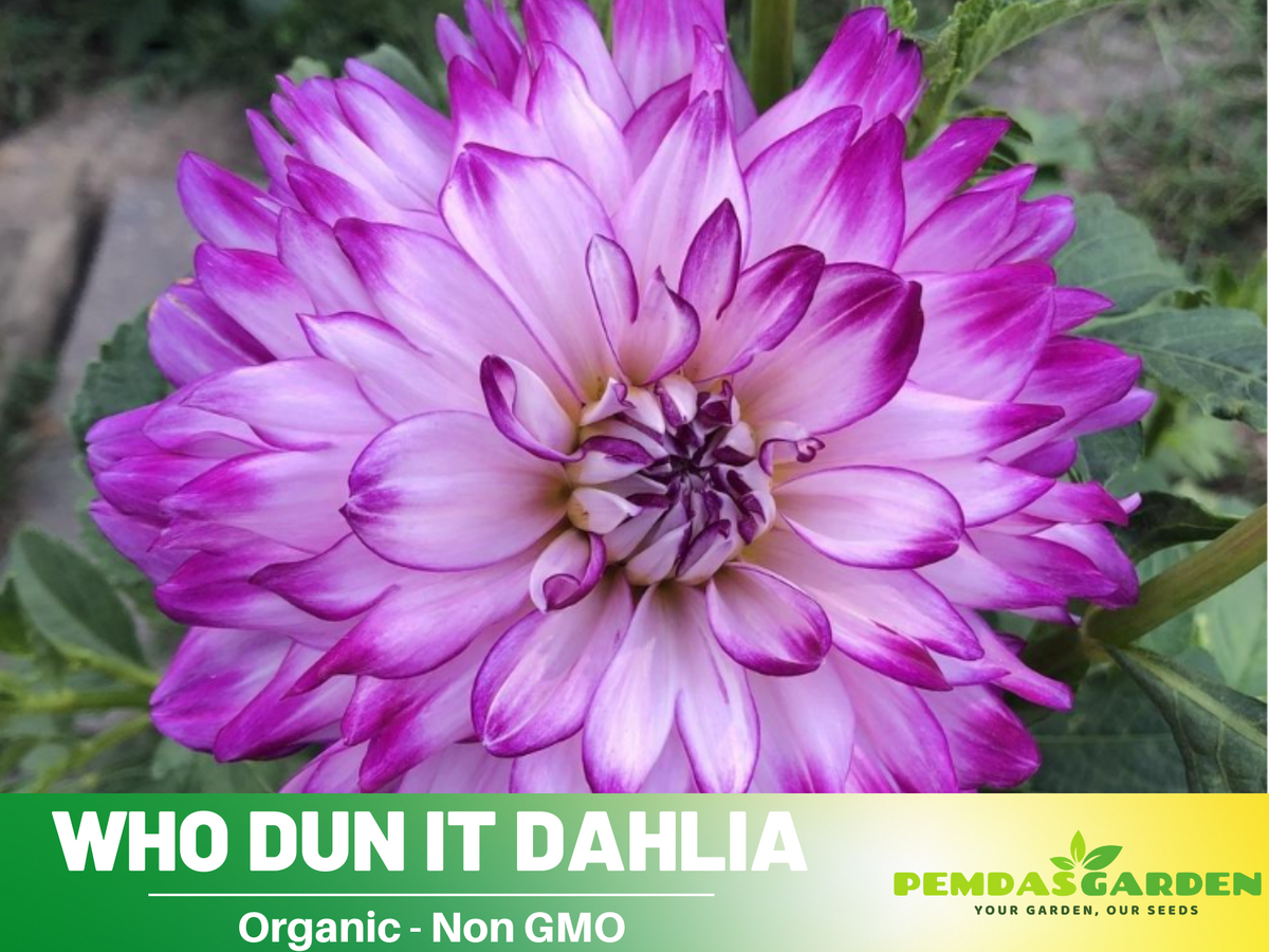 40+ Seeds|  Who Dun It Dahlia Perennial Seeds #D075