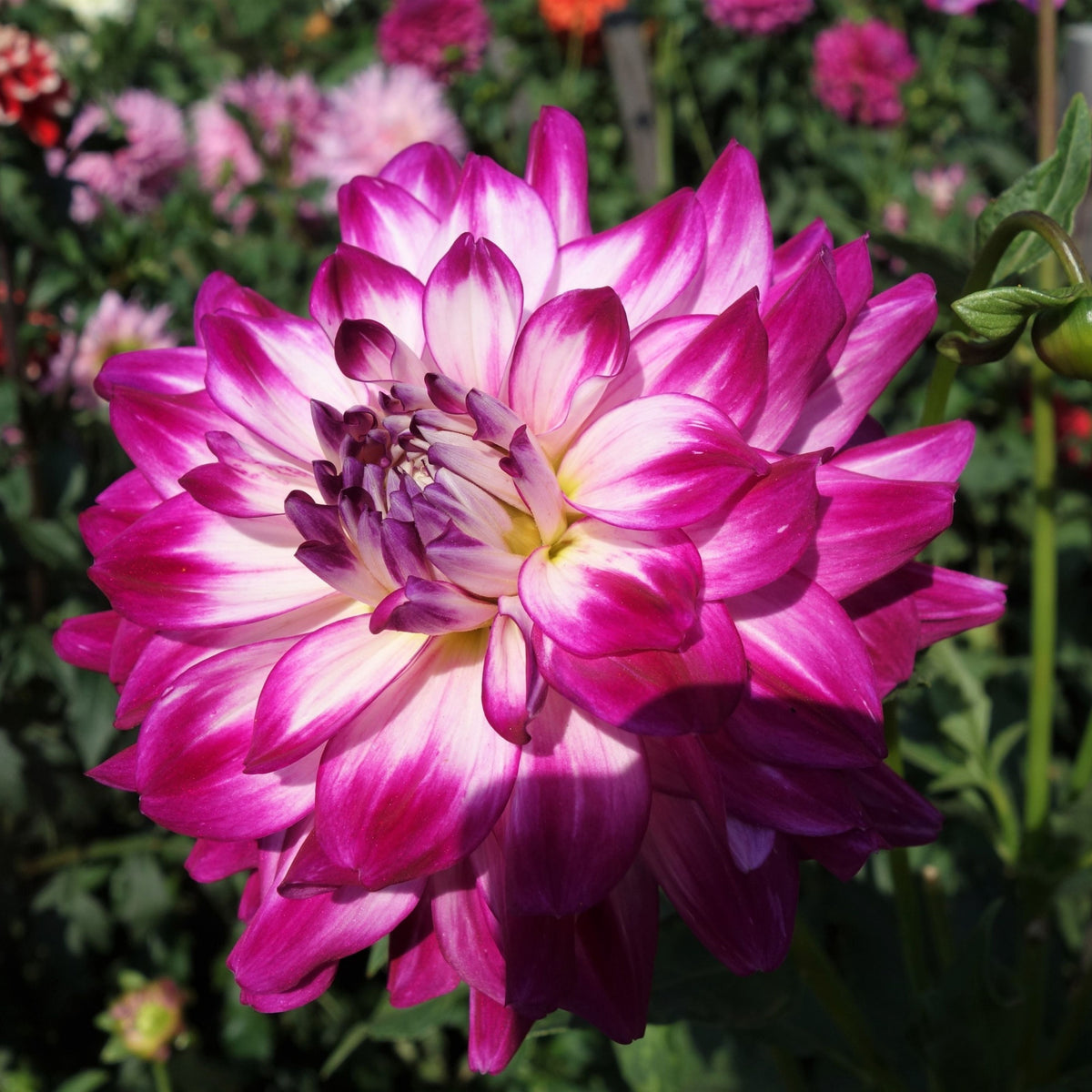 Who Dun It Dahlia Perennial Seeds - Heirloom Dahlia Mix, 40+ seeds