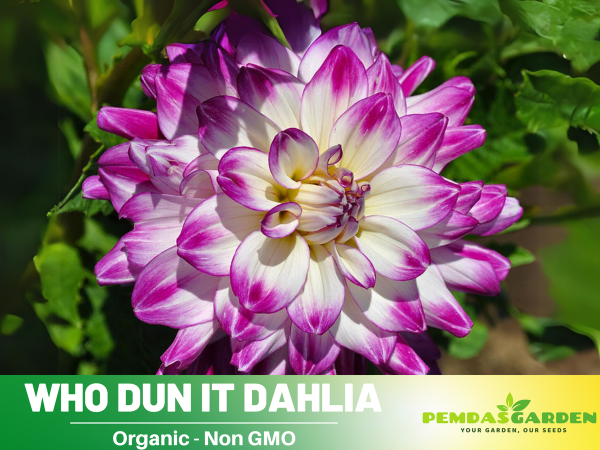 40+ Seeds|  Who Dun It Dahlia Perennial Seeds #D075