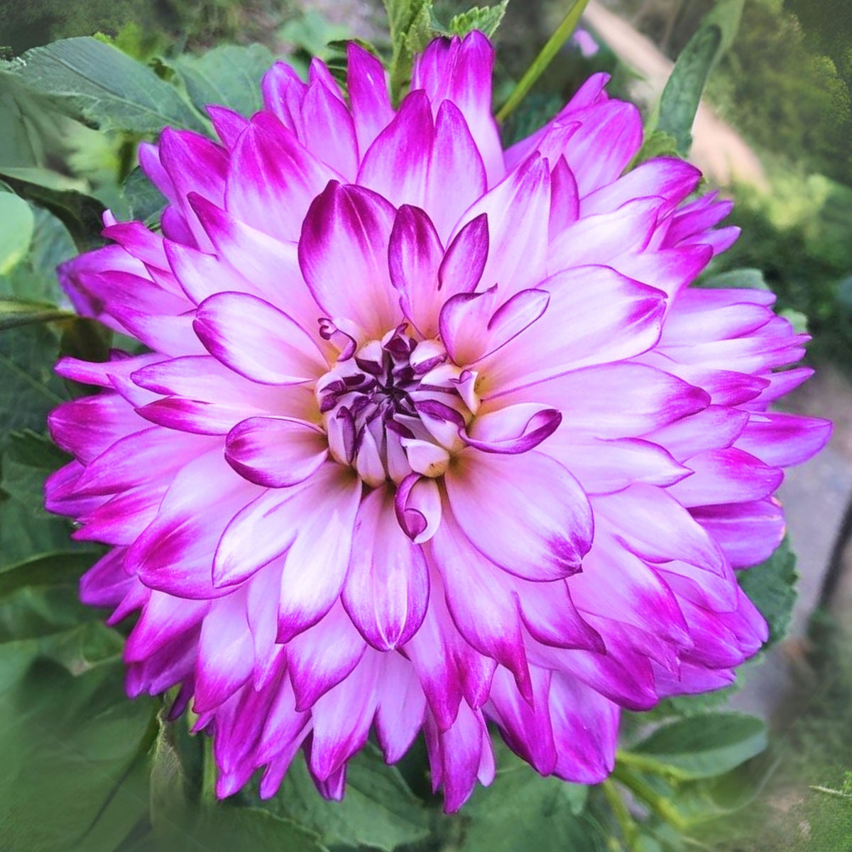 Who Dun It Dahlia Perennial Seeds - Heirloom Dahlia Mix, 40+ seeds