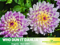 40+ Seeds|  Who Dun It Dahlia Perennial Seeds – Heirloom Dahlia Mix, Colorful Blooms for Garden Borders, Cut Flowers, Easy to Grow Annual Seeds#D075