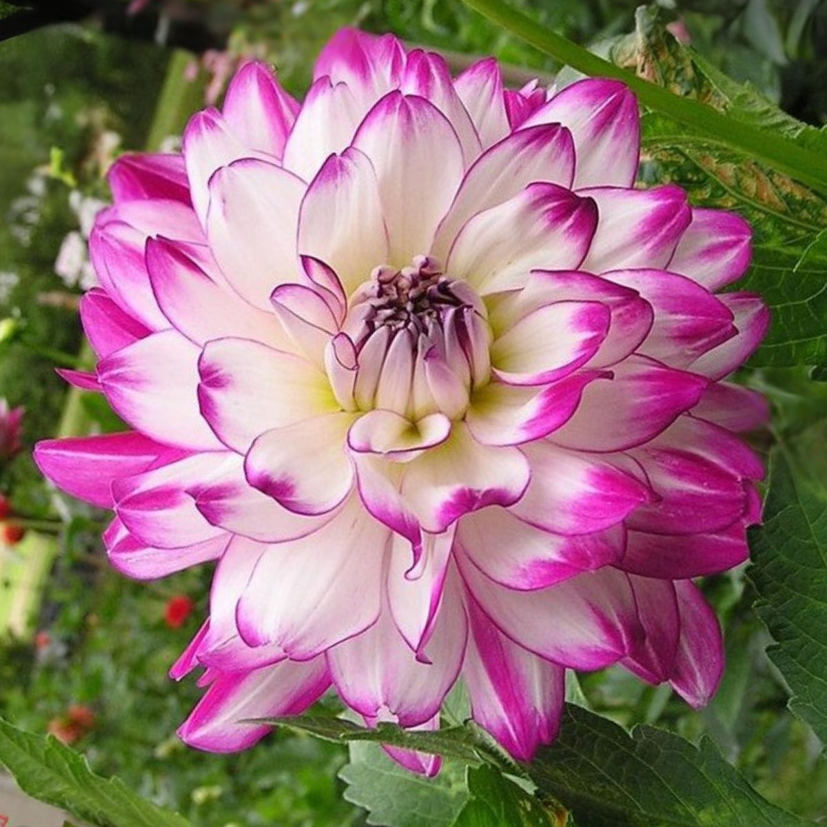 Who Dun It Dahlia Perennial Seeds - Heirloom Dahlia Mix, 40+ seeds