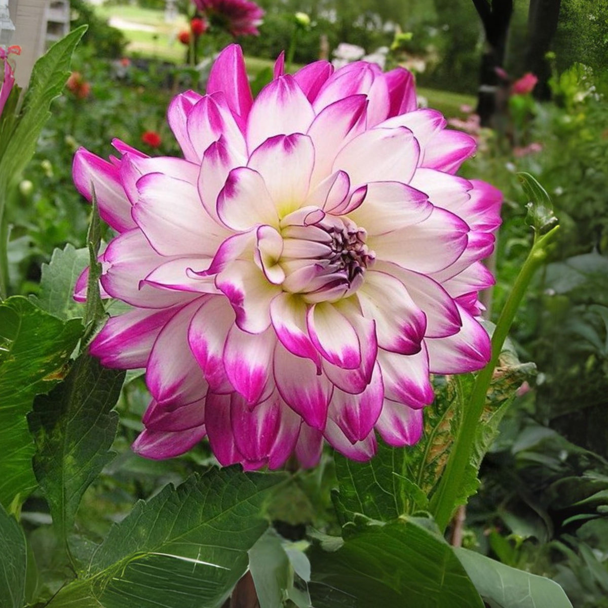 Who Dun It Dahlia Perennial Seeds - Heirloom Dahlia Mix, 40+ seeds