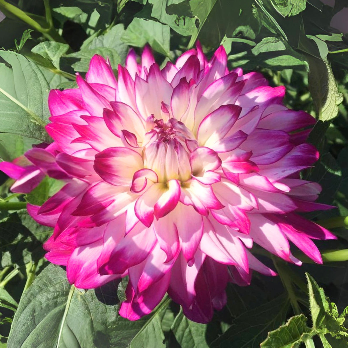 Who Dun It Dahlia Perennial Seeds - Heirloom Dahlia Mix, 40+ seeds