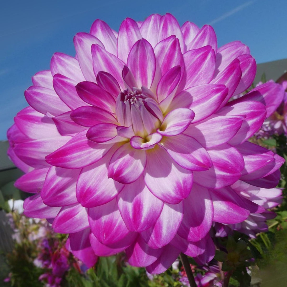 Who Dun It Dahlia Perennial Seeds - Heirloom Dahlia Mix, 40+ seeds