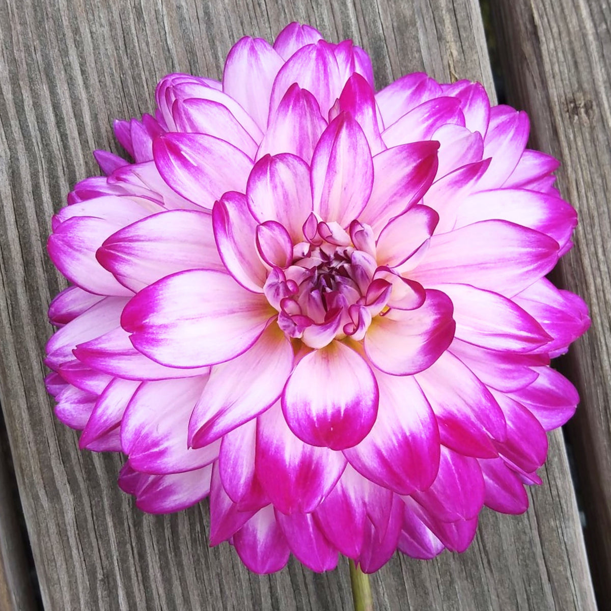 Who Dun It Dahlia Perennial Seeds - Heirloom Dahlia Mix, 40+ seeds