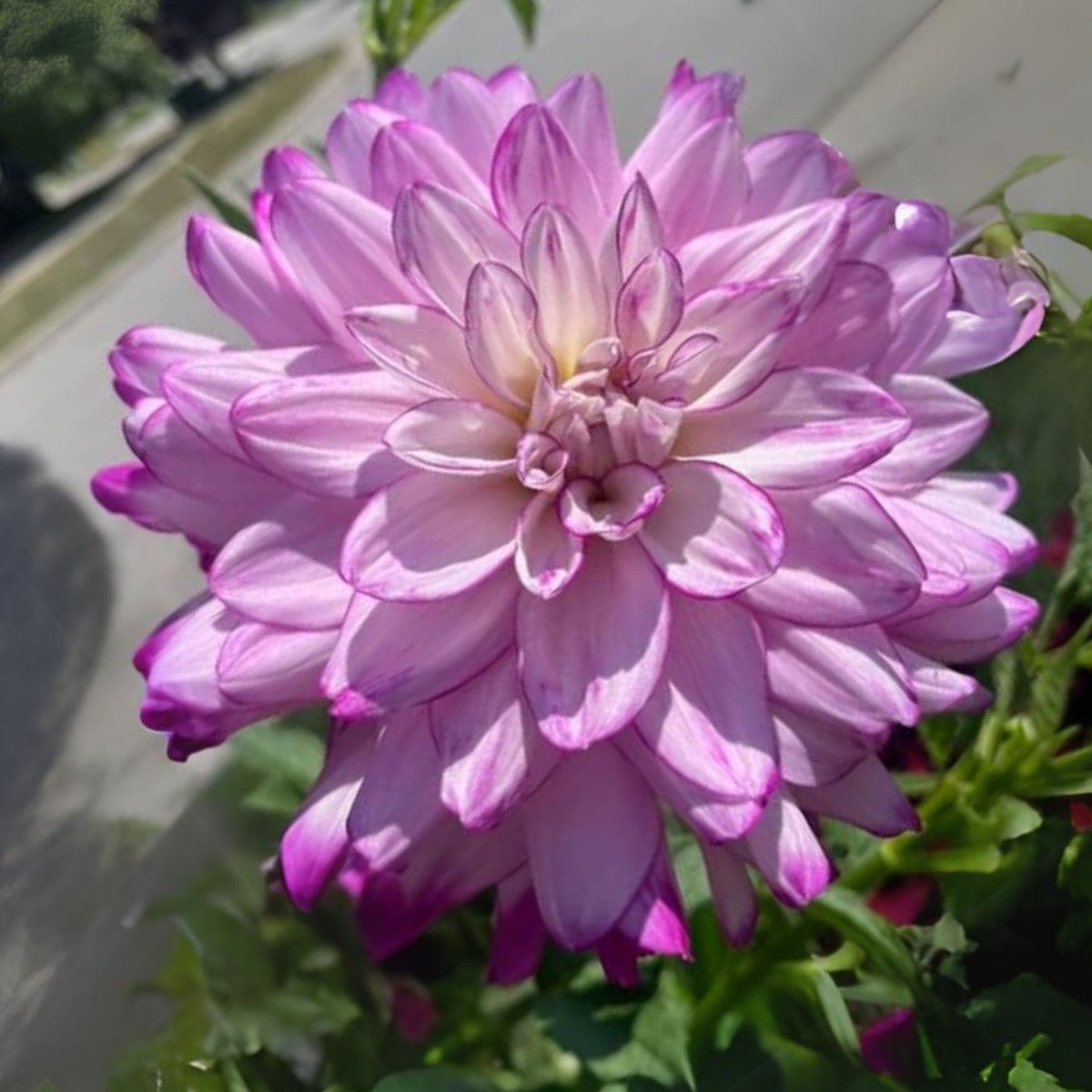 Who Dun It Dahlia Perennial Seeds - Heirloom Dahlia Mix, 40+ seeds