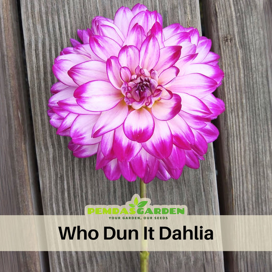 Who Dun It Dahlia Perennial Seeds - Heirloom Dahlia Mix, 40+ seeds