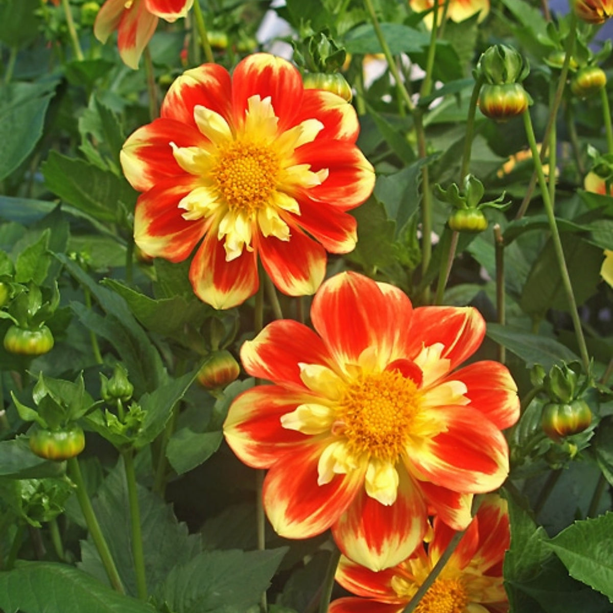 Pooh Swan Island Dahlia Perennial Seeds, 40+ seeds