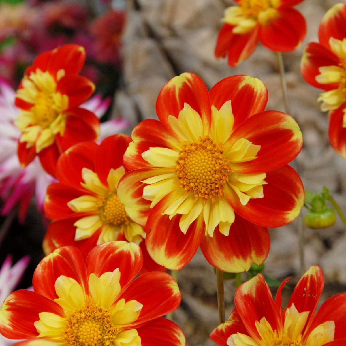 Pooh Swan Island Dahlia Perennial Seeds, 40+ seeds