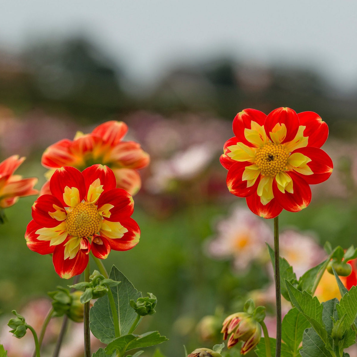 Pooh Swan Island Dahlia Perennial Seeds, 40+ seeds