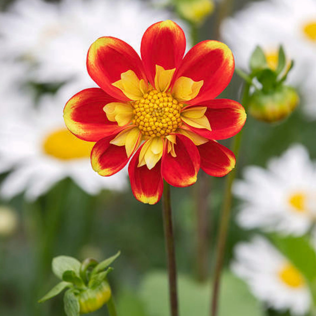 Pooh Swan Island Dahlia Perennial Seeds, 40+ seeds