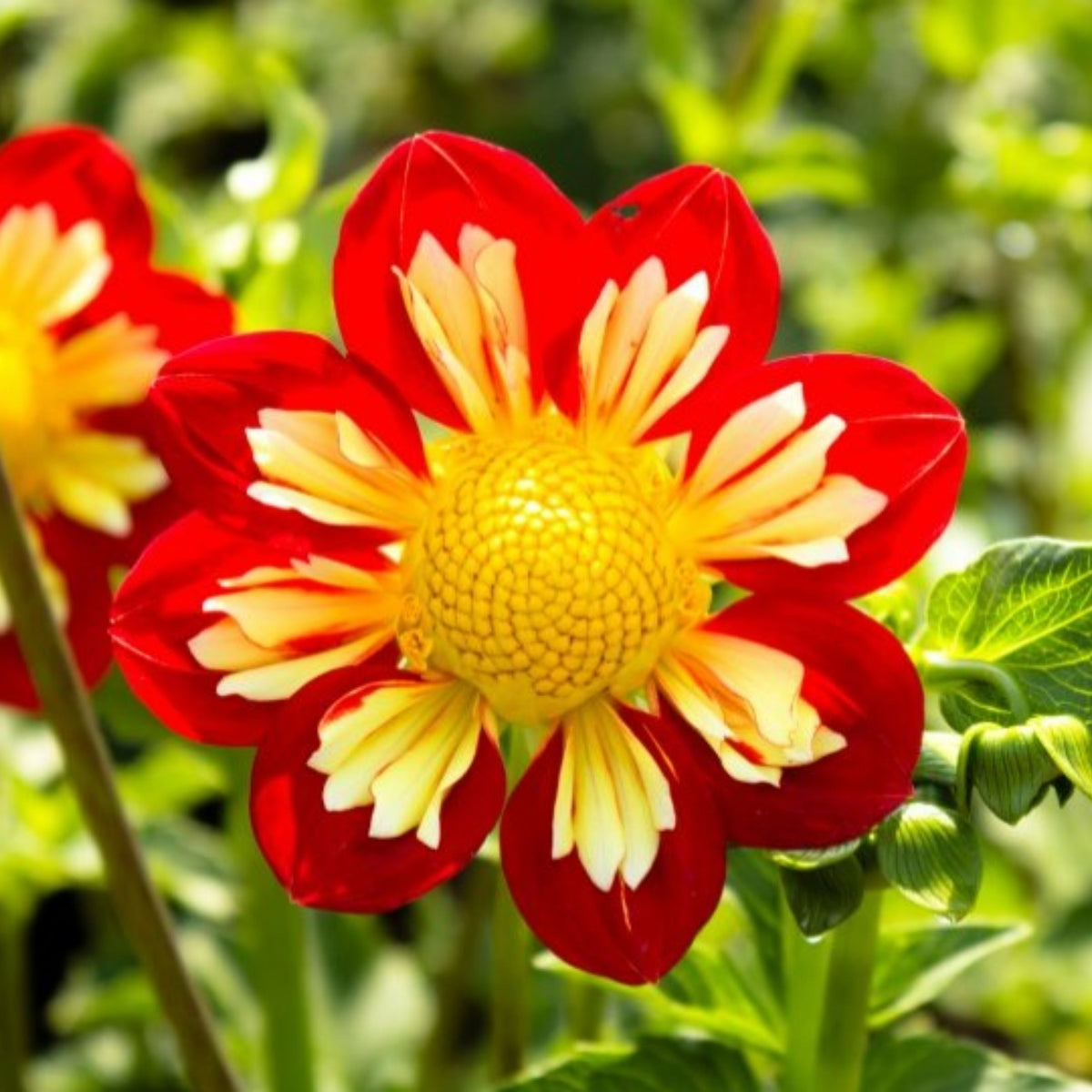 Pooh Swan Island Dahlia Perennial Seeds, 40+ seeds