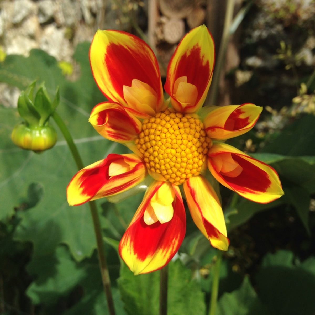 Pooh Swan Island Dahlia Perennial Seeds, 40+ seeds