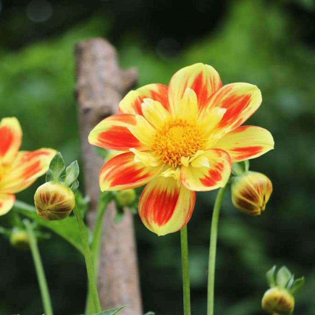 Pooh Swan Island Dahlia Perennial Seeds, 40+ seeds