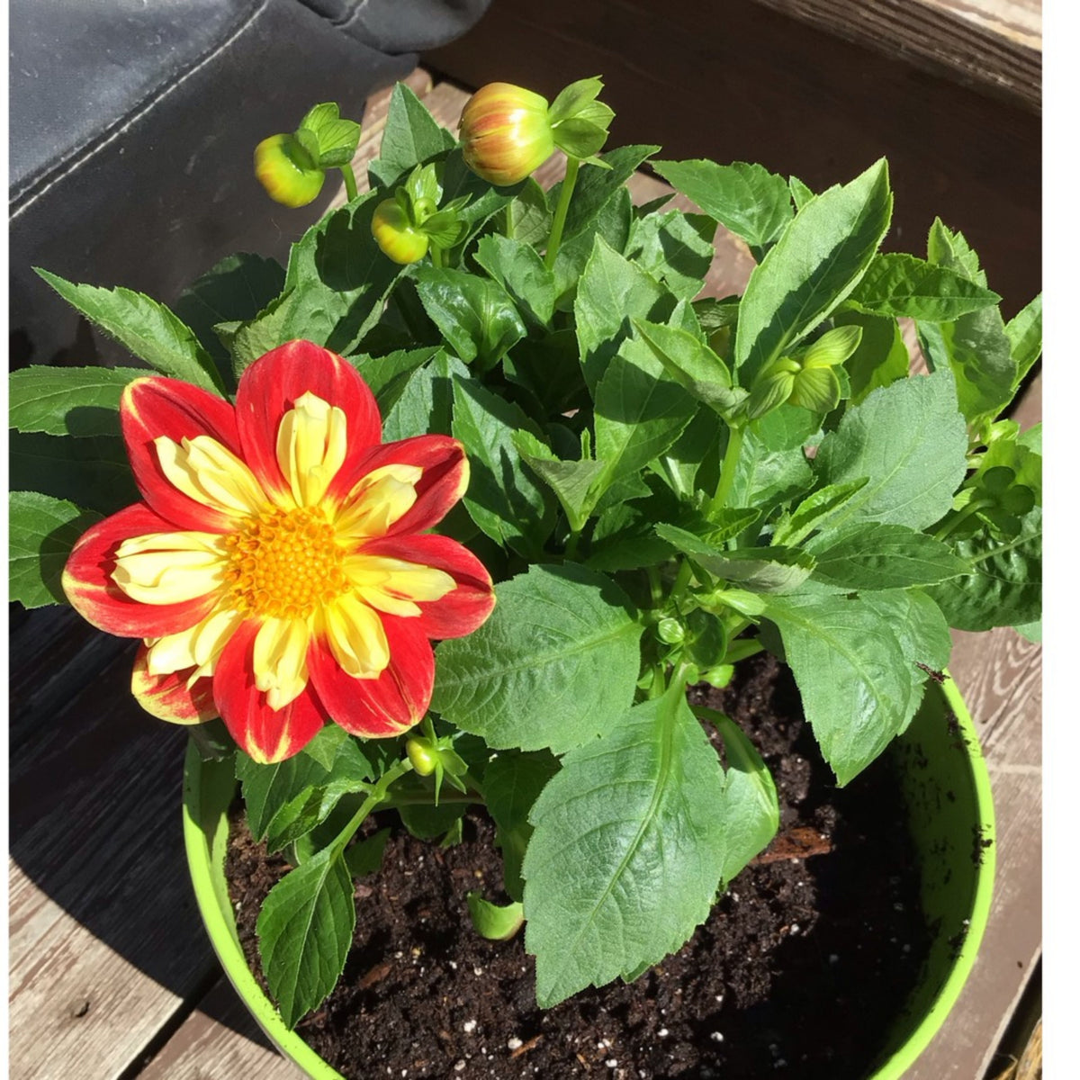 Pooh Swan Island Dahlia Perennial Seeds, 40+ seeds