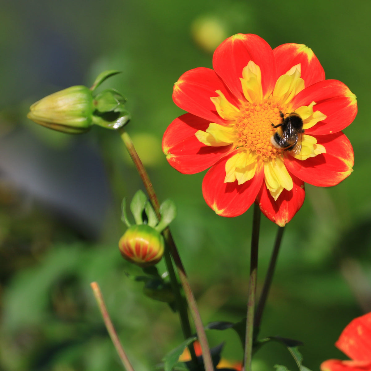 Pooh Swan Island Dahlia Perennial Seeds, 40+ seeds