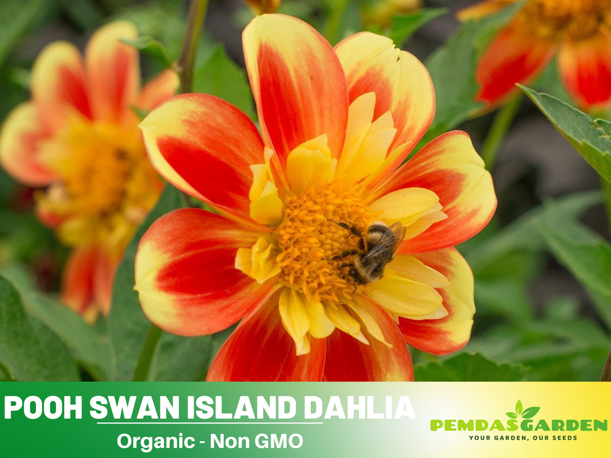 40+ Seeds|  Pooh Swan Island Dahlia Perennial Seeds #D076