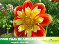 40+ Seeds|  Pooh Swan Island Dahlia Perennial Seeds #D076