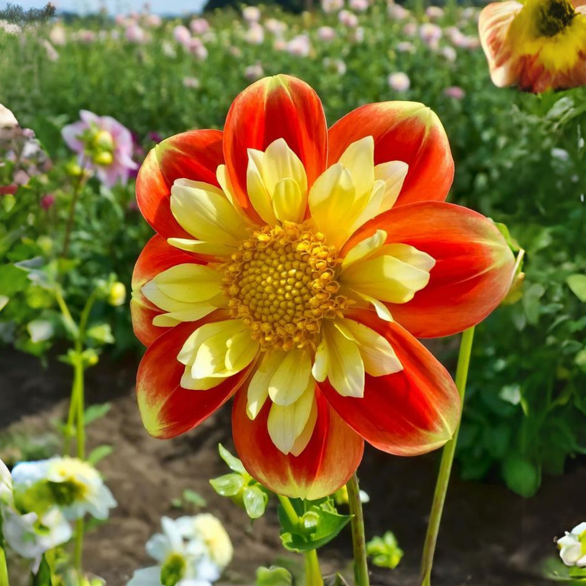 Pooh Swan Island Dahlia Perennial Seeds, 40+ seeds