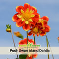 40+ Seeds|  Pooh Swan Island Dahlia Perennial Seeds #D076