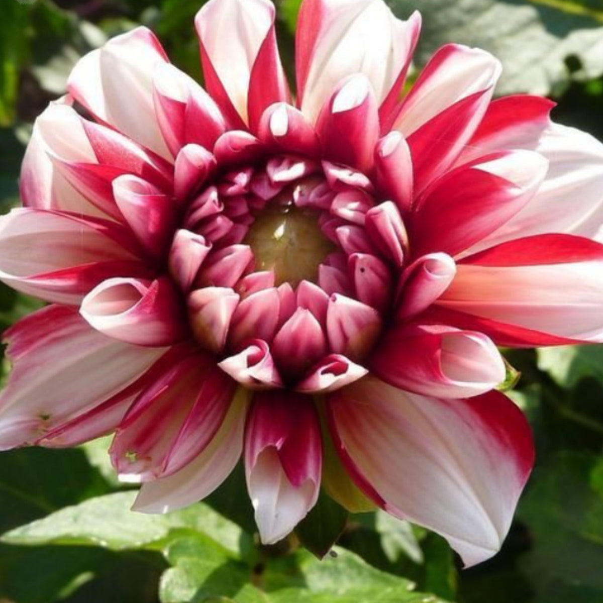 Yoro Kobi Dahlia Perennial Seeds - Heirloom Dahlia Mix, 40+ seeds