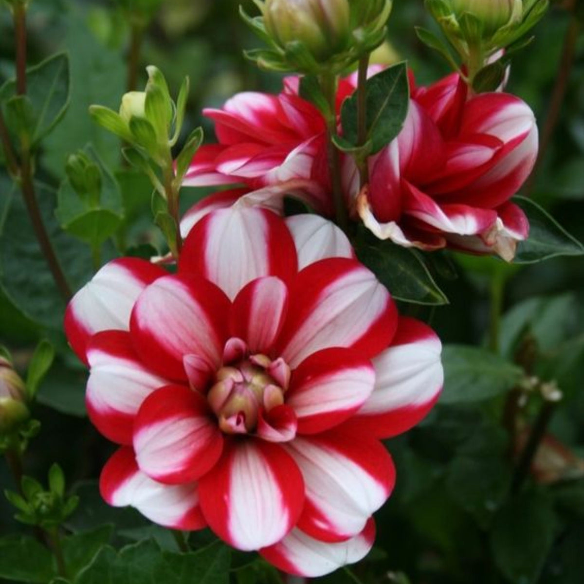 Yoro Kobi Dahlia Perennial Seeds - Heirloom Dahlia Mix, 40+ seeds