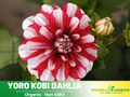40+ Seeds|  Yoro Kobi Dahlia Perennial Seeds – Heirloom Dahlia Mix, Colorful Blooms for Garden Borders, Cut Flowers, Easy to Grow Annual Seeds#D077