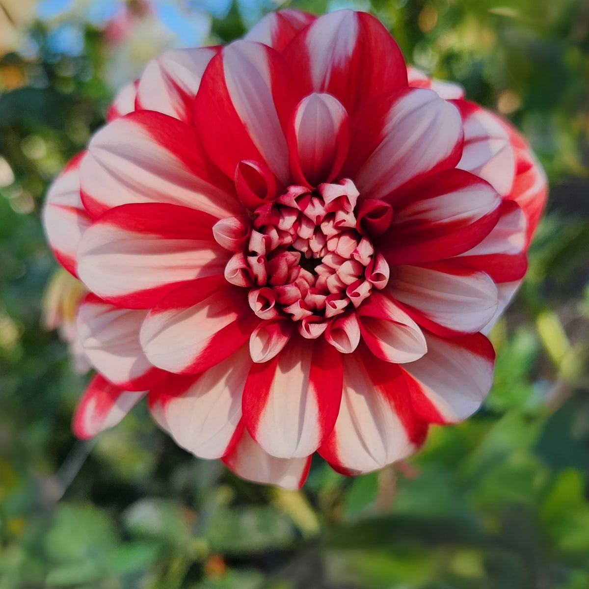 Yoro Kobi Dahlia Perennial Seeds - Heirloom Dahlia Mix, 40+ seeds