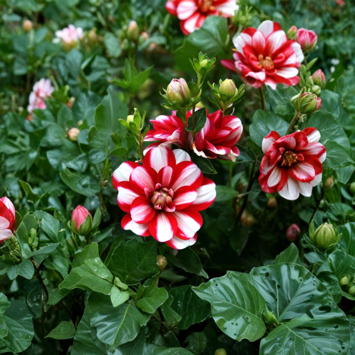 Yoro Kobi Dahlia Perennial Seeds - Heirloom Dahlia Mix, 40+ seeds
