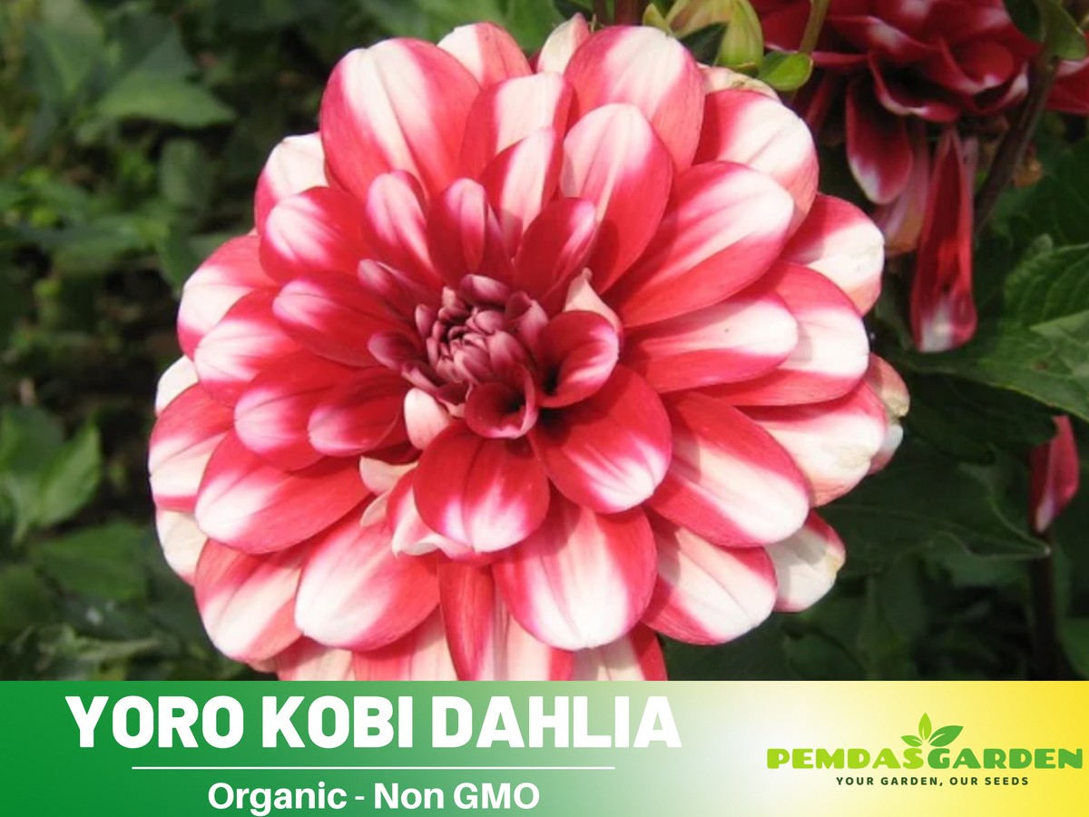 40+ Seeds|  Yoro Kobi Dahlia Perennial Seeds #D077
