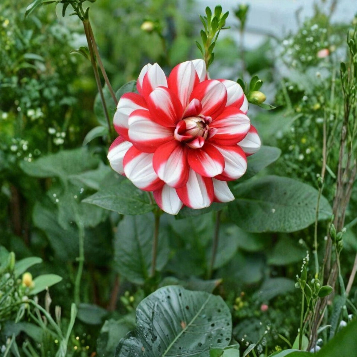 Yoro Kobi Dahlia Perennial Seeds - Heirloom Dahlia Mix, 40+ seeds