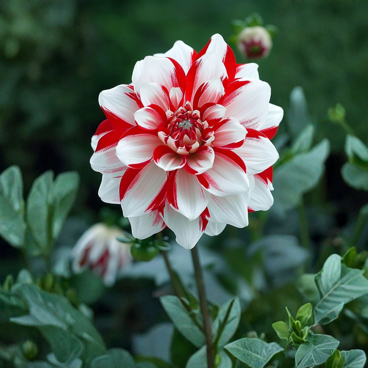 Yoro Kobi Dahlia Perennial Seeds - Heirloom Dahlia Mix, 40+ seeds