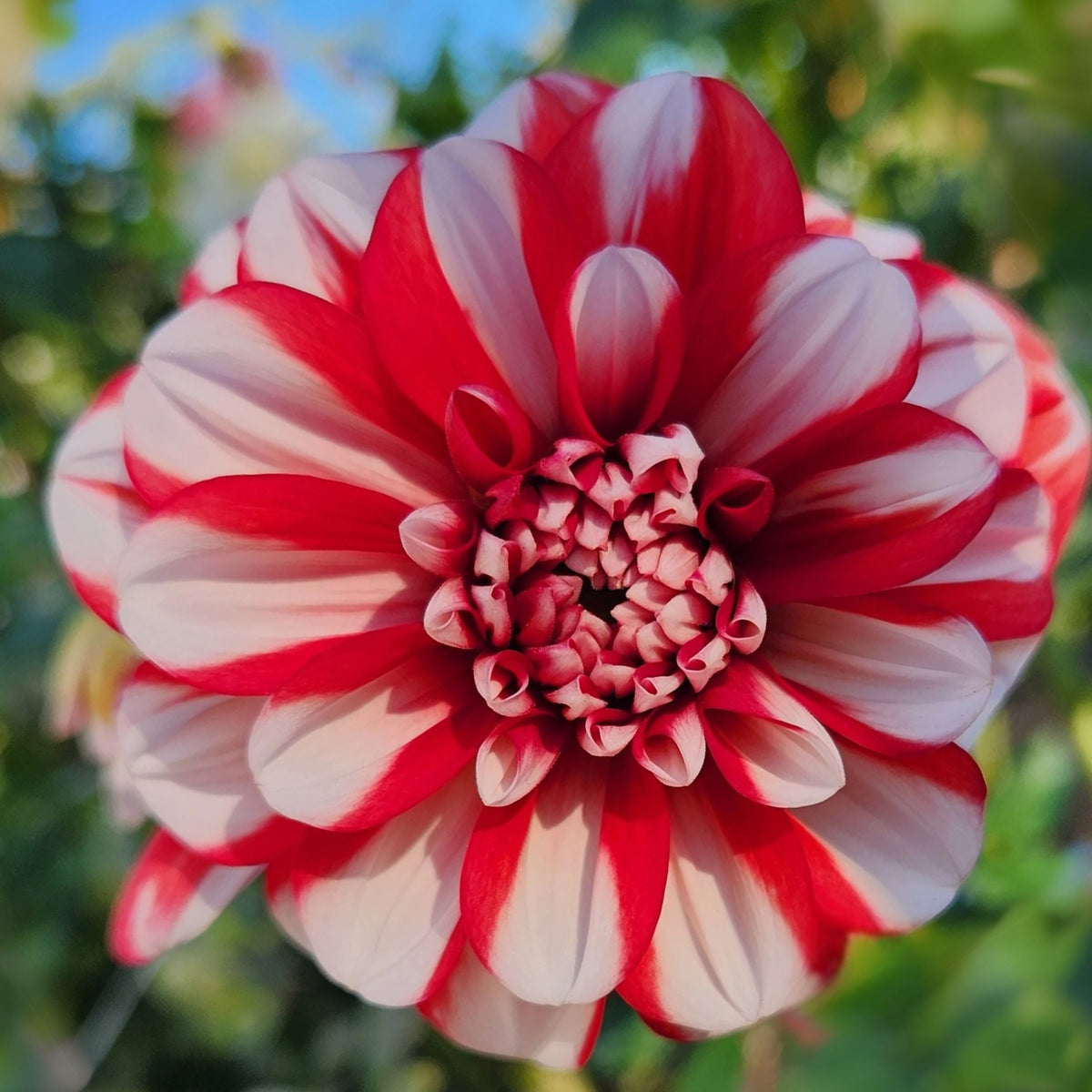 Yoro Kobi Dahlia Perennial Seeds - Heirloom Dahlia Mix, 40+ seeds