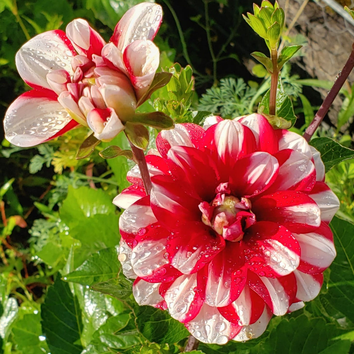 Yoro Kobi Dahlia Perennial Seeds - Heirloom Dahlia Mix, 40+ seeds