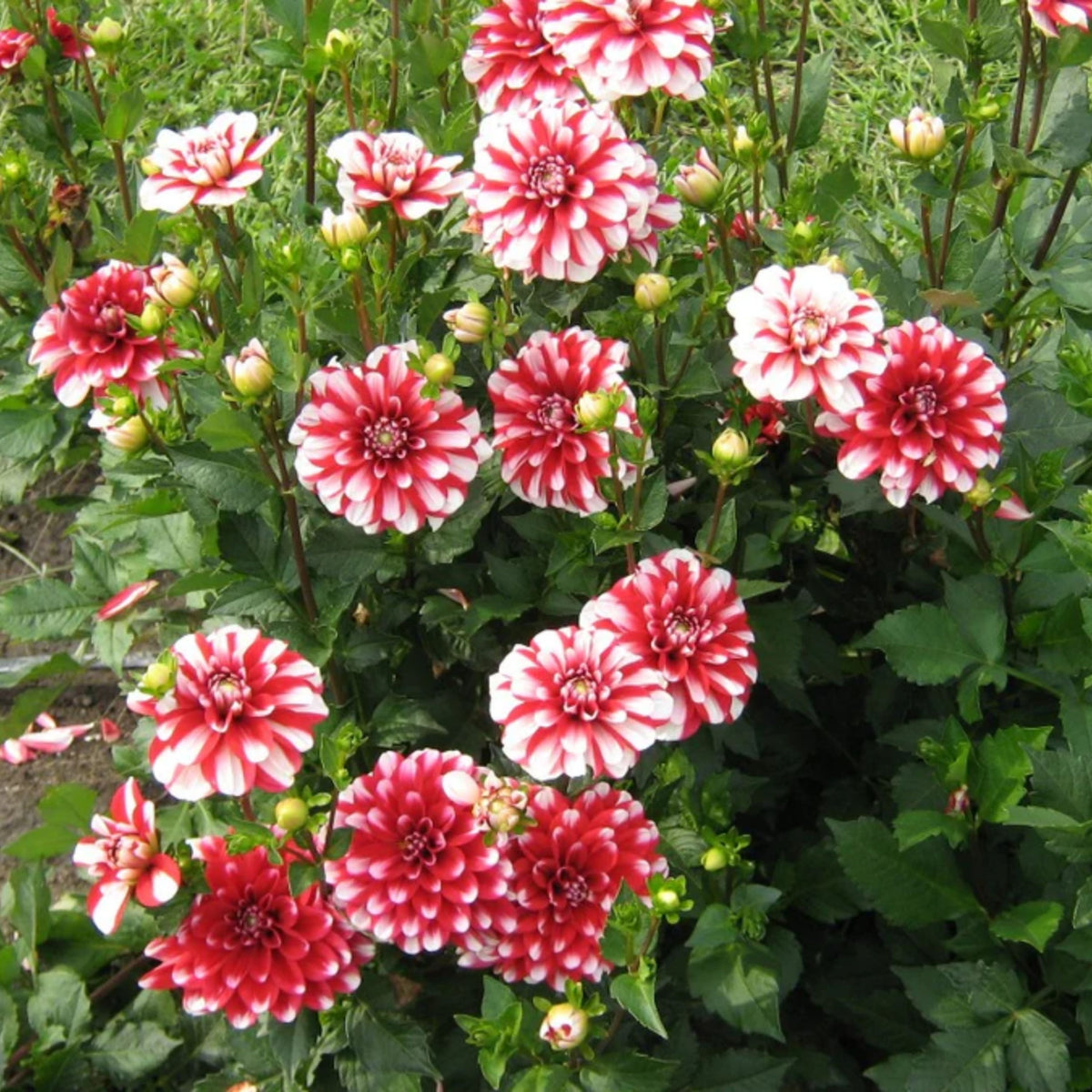 Yoro Kobi Dahlia Perennial Seeds - Heirloom Dahlia Mix, 40+ seeds