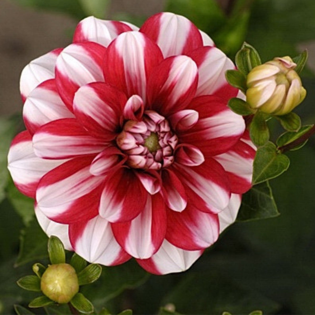 Yoro Kobi Dahlia Perennial Seeds - Heirloom Dahlia Mix, 40+ seeds