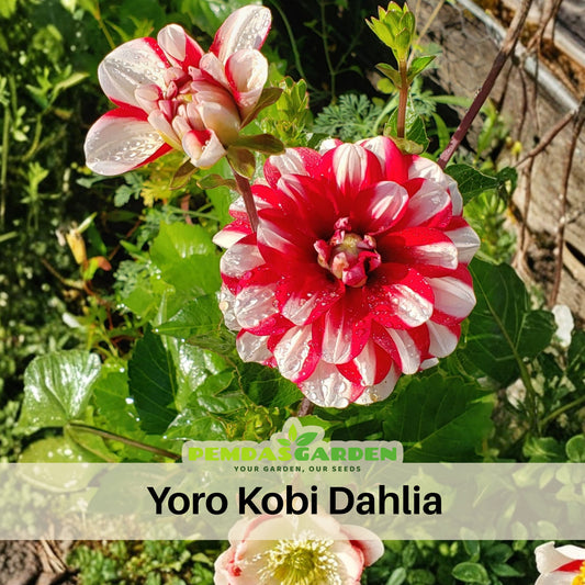 Yoro Kobi Dahlia Perennial Seeds - Heirloom Dahlia Mix, 40+ seeds