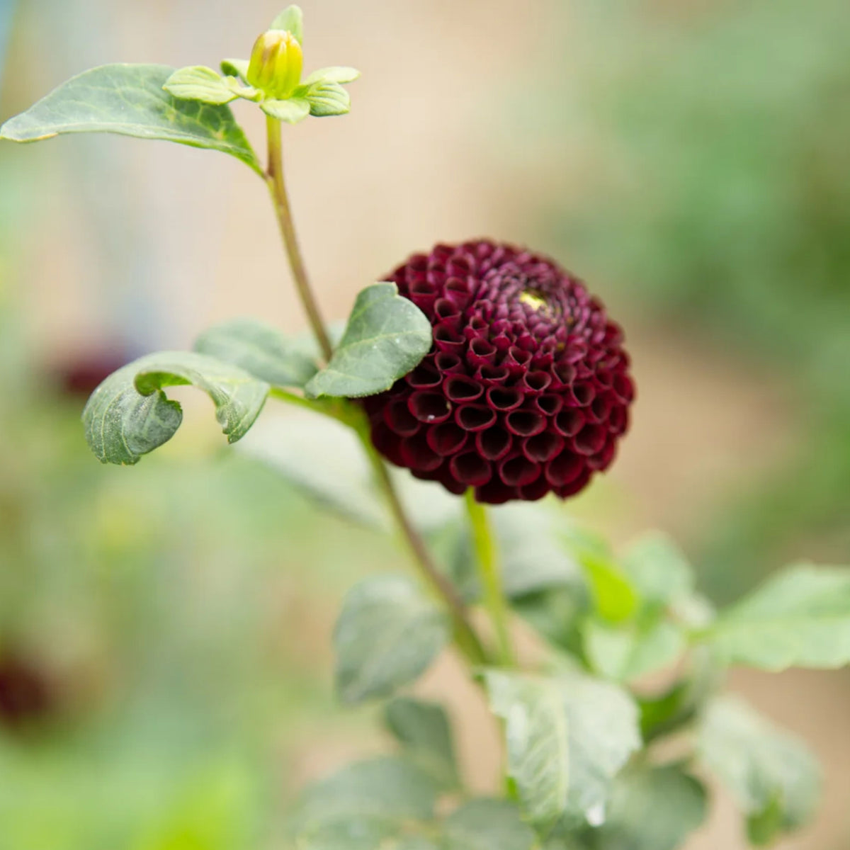 Moore Place Dahlia Seeds - Colorful Garden Blooms, 40+ seeds