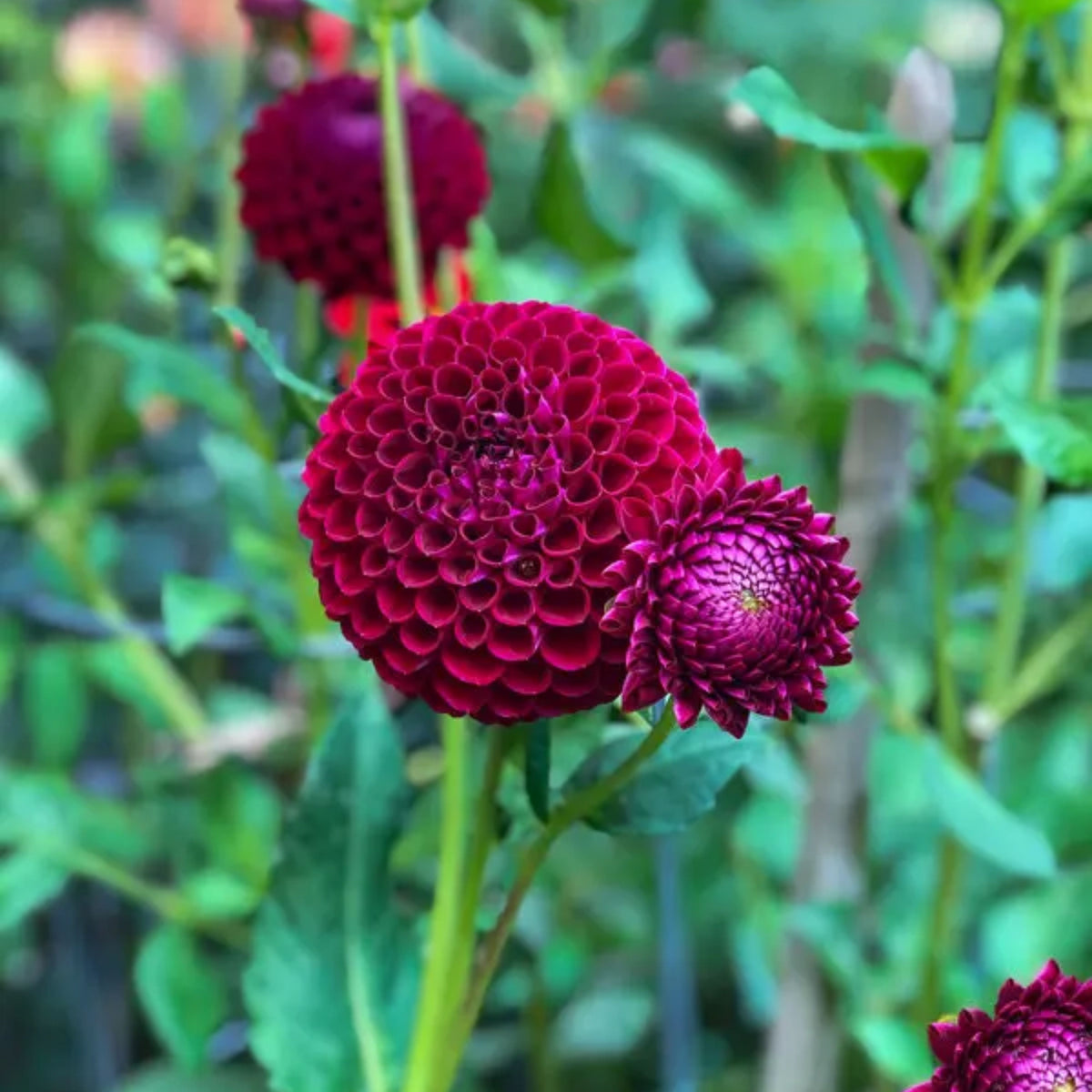 Moore Place Dahlia Seeds - Colorful Garden Blooms, 40+ seeds