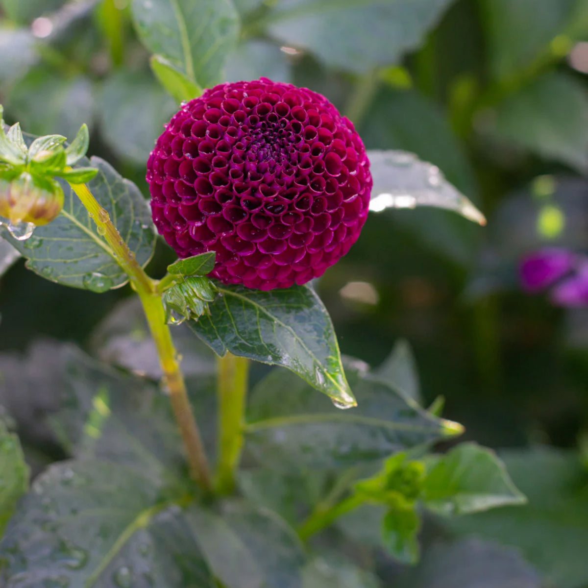 Moore Place Dahlia Seeds - Colorful Garden Blooms, 40+ seeds