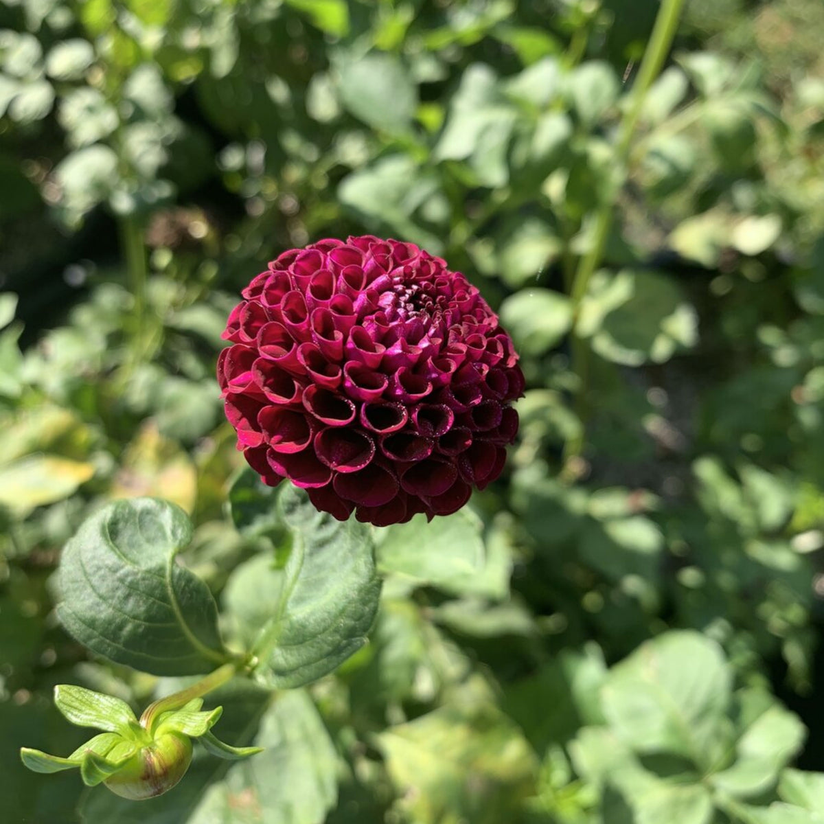 Moore Place Dahlia Seeds - Colorful Garden Blooms, 40+ seeds