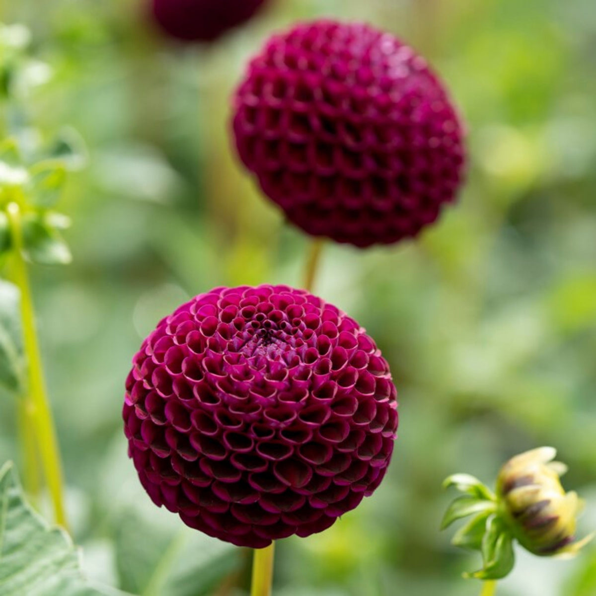 Moore Place Dahlia Seeds - Colorful Garden Blooms, 40+ seeds