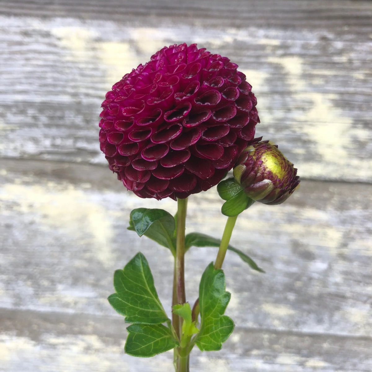 Moore Place Dahlia Seeds - Colorful Garden Blooms, 40+ seeds