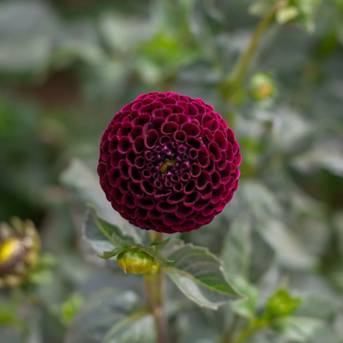Moore Place Dahlia Seeds - Colorful Garden Blooms, 40+ seeds