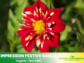 40+ Seeds|  Impression Festivo Dahlia Perennial Seeds – Long Lasting Blooms, Ideal for Cut Flower Arrangements, Vibrant Garden Mix for Summer & Fall#D078