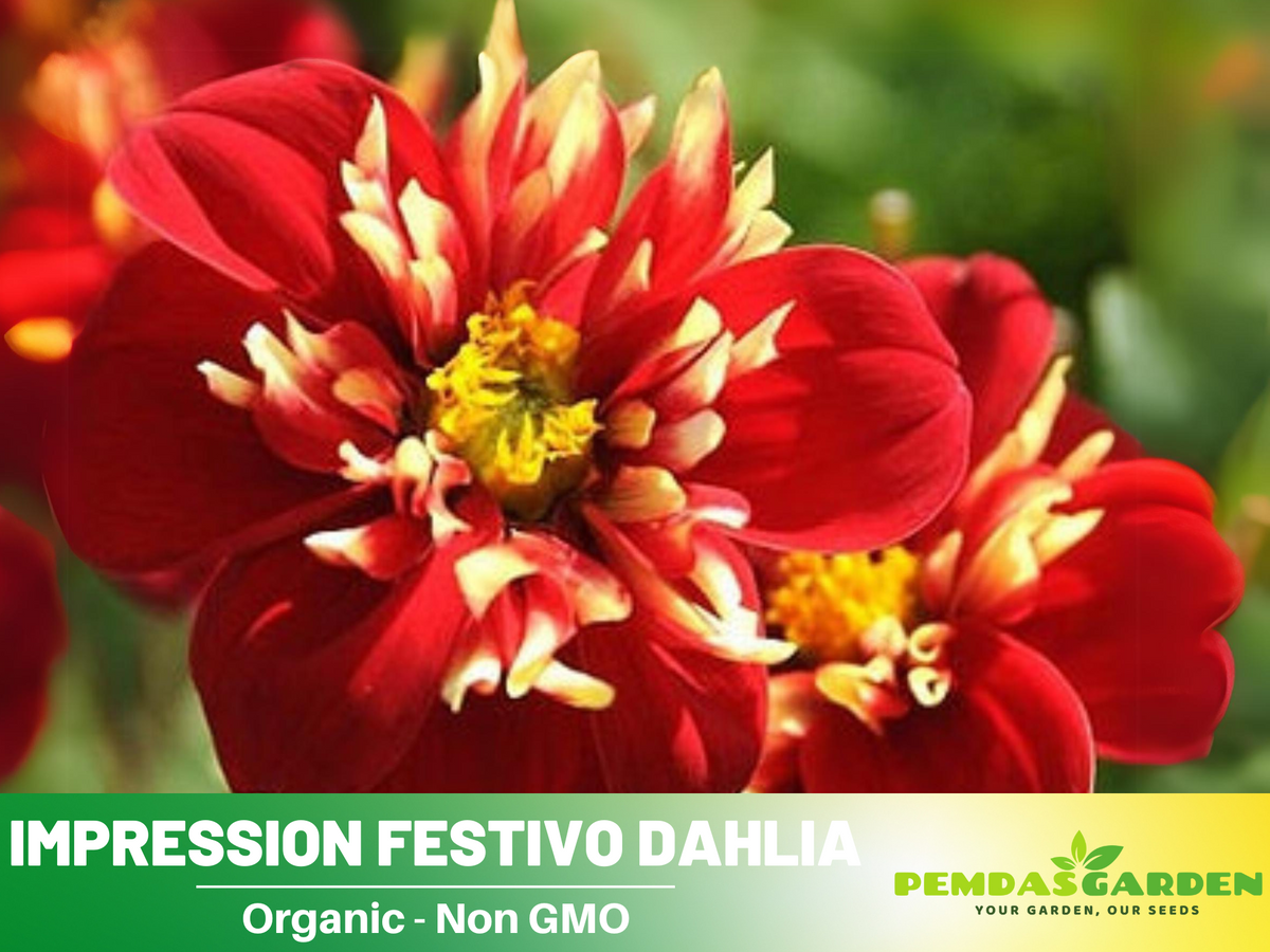 40+ Seeds|  Impression Festivo Dahlia  Perennial Seeds #D078